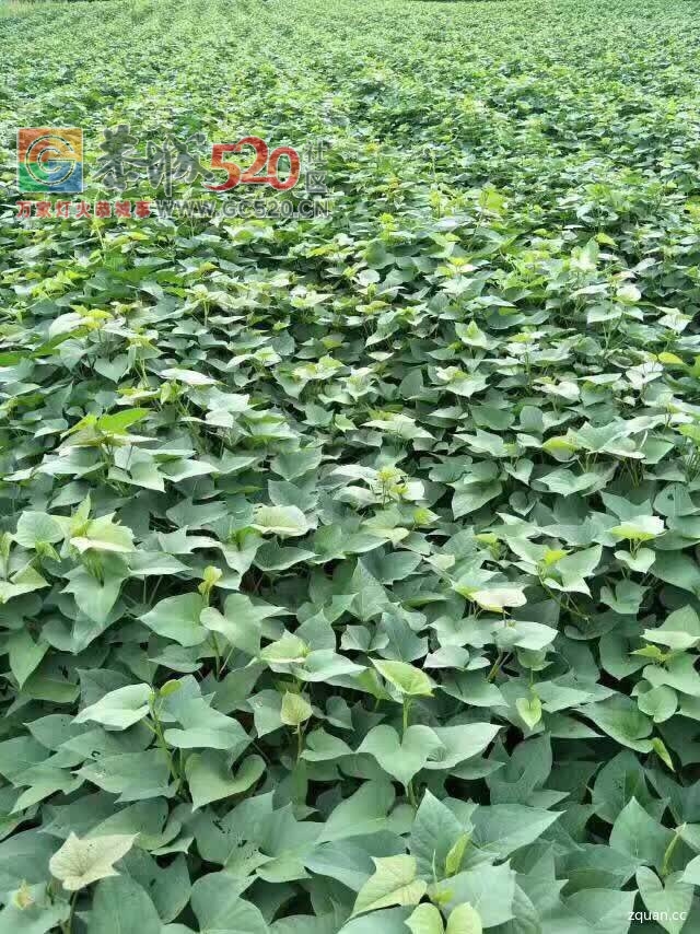 栗木大量供应各品种红薯苗、回收红薯591 / 作者:分类小编 / 帖子ID:233689