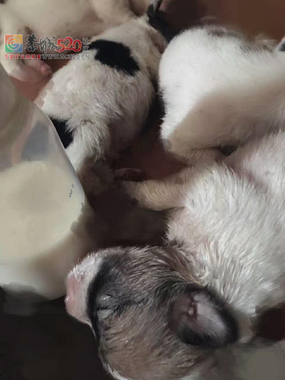 可爱如你622 / 作者:九命猫 / 帖子ID:234354