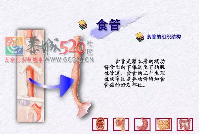 饿一顿饱一顿，最受伤的竟然不是胃而是……618 / 作者:疾控客服 / 帖子ID:235160