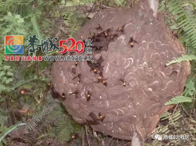 舌尖上的“蜂米”，一道“重口味”的恭城乡间美食！634 / 作者:社区小编 / 帖子ID:235435