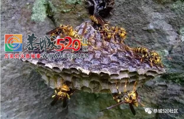 舌尖上的“蜂米”，一道“重口味”的恭城乡间美食！212 / 作者:社区小编 / 帖子ID:235435
