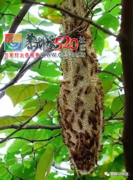 舌尖上的“蜂米”，一道“重口味”的恭城乡间美食！568 / 作者:社区小编 / 帖子ID:235435