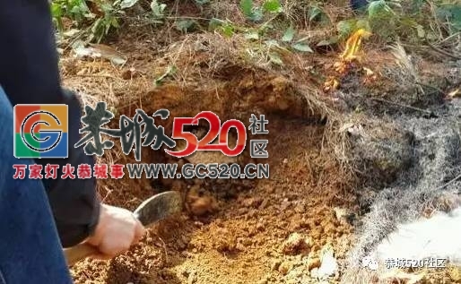 舌尖上的“蜂米”，一道“重口味”的恭城乡间美食！971 / 作者:社区小编 / 帖子ID:235435