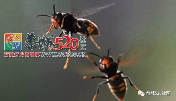 舌尖上的“蜂米”，一道“重口味”的恭城乡间美食！347 / 作者:社区小编 / 帖子ID:235435
