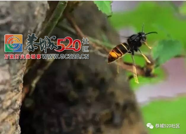 舌尖上的“蜂米”，一道“重口味”的恭城乡间美食！140 / 作者:社区小编 / 帖子ID:235435