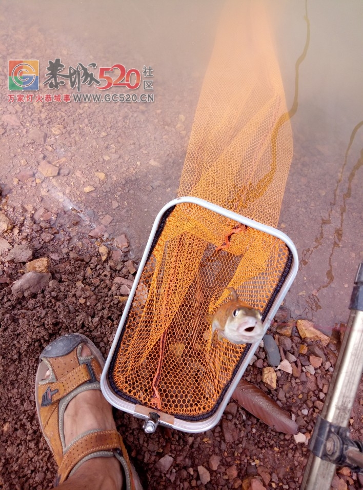 气温高渔获不佳MDG825 / 作者:MDG / 帖子ID:237131
