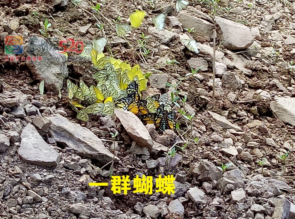 假期渔获MDG729 / 作者:MDG / 帖子ID:237301