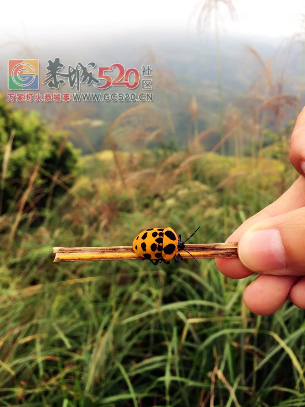 秋高气爽龙脊梯田，偷得浮生半日闲753 / 作者:黑轩 / 帖子ID:237676