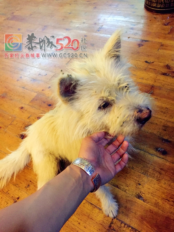 秋高气爽龙脊梯田，偷得浮生半日闲178 / 作者:黑轩 / 帖子ID:237676