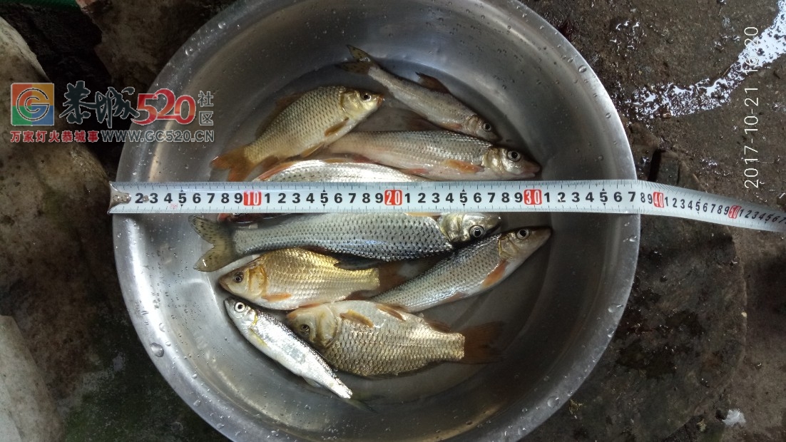你见过那大条的麻钩鱼拜？MDG615 / 作者:MDG / 帖子ID:237901