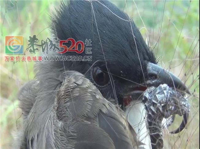 平乐一男的到恭城捕鸟被拷起啦！！103 / 作者:碧澄匀 / 帖子ID:238443