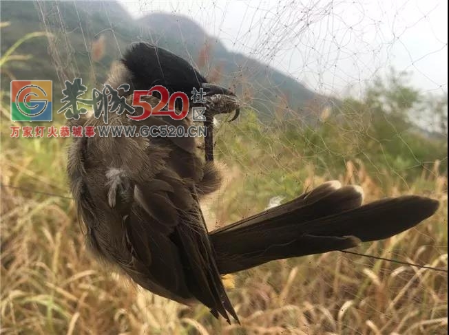 平乐一男的到恭城捕鸟被拷起啦！！311 / 作者:碧澄匀 / 帖子ID:238443