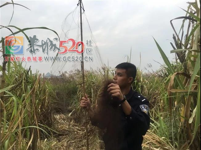 平乐一男的到恭城捕鸟被拷起啦！！101 / 作者:碧澄匀 / 帖子ID:238443