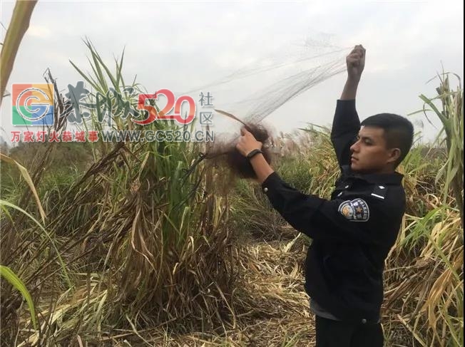 平乐一男的到恭城捕鸟被拷起啦！！56 / 作者:碧澄匀 / 帖子ID:238443