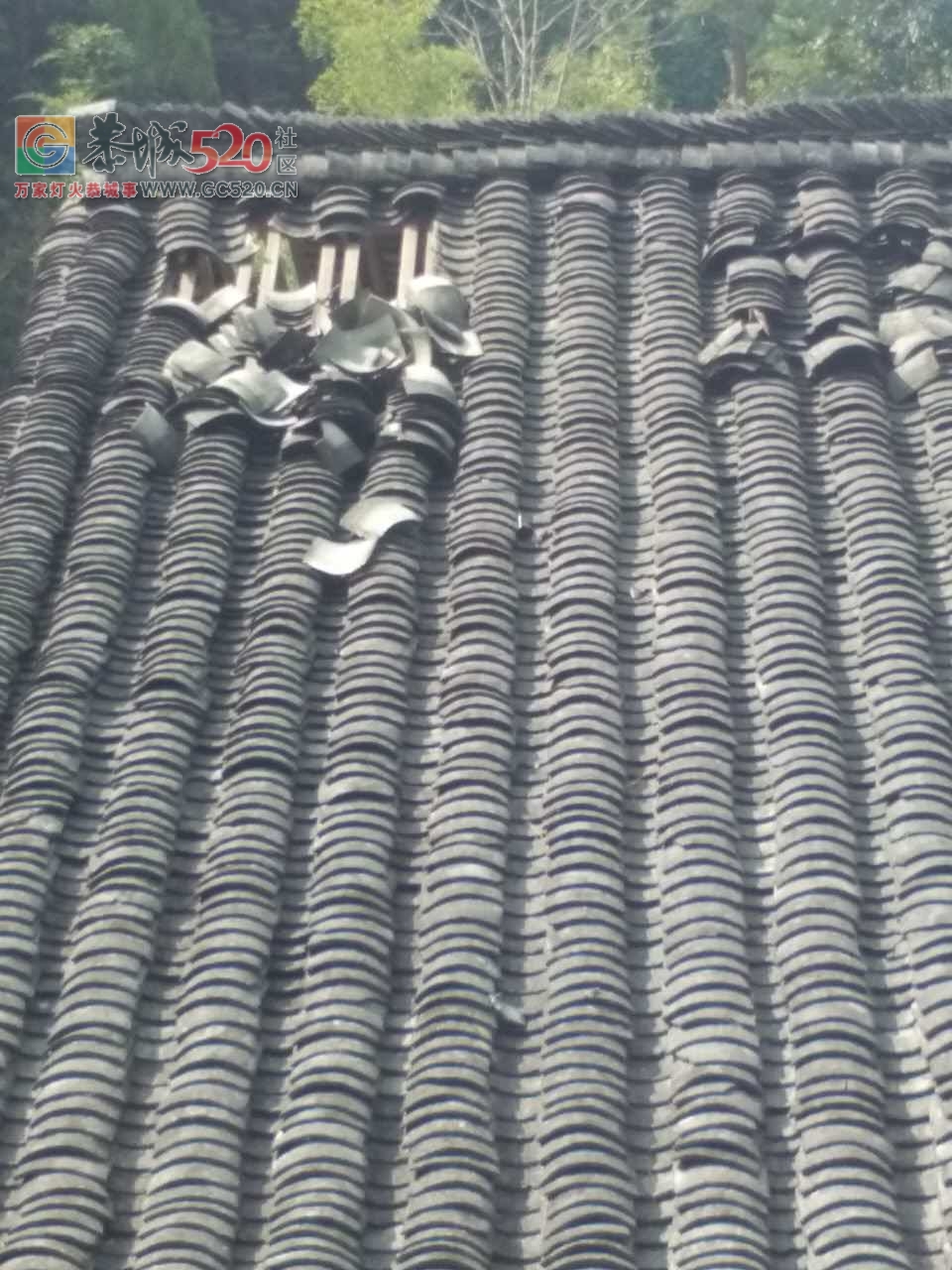 这个风大，瓦屋背都吹翻！226 / 作者:糕富帅 / 帖子ID:238476