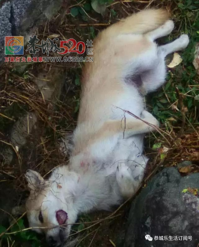 加会镇白燕村发现多宗被药毒死狗事件。465 / 作者:高负帅 / 帖子ID:241065