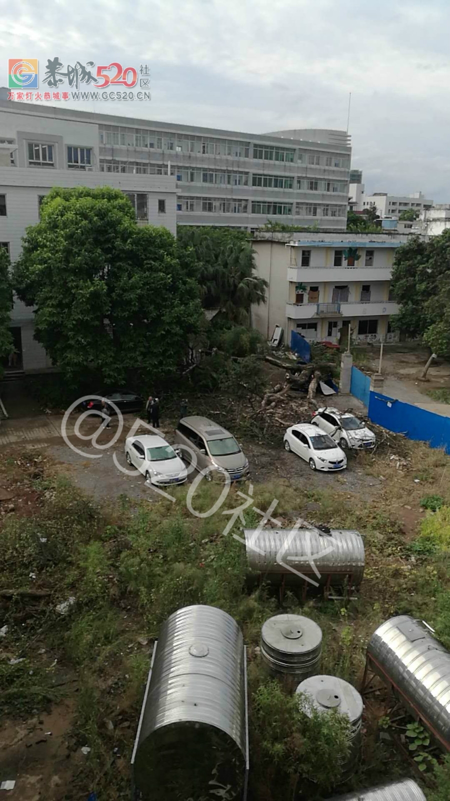 老机关幼儿园8:25因为大风把樟树吹倒了！368 / 作者:和平街林广 / 帖子ID:241118