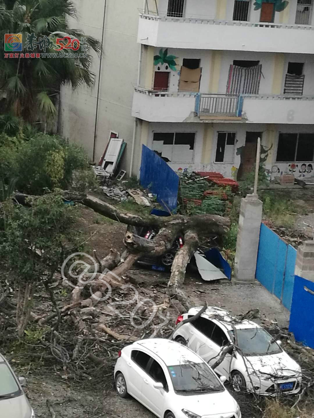 老机关幼儿园8:25因为大风把樟树吹倒了！113 / 作者:和平街林广 / 帖子ID:241118