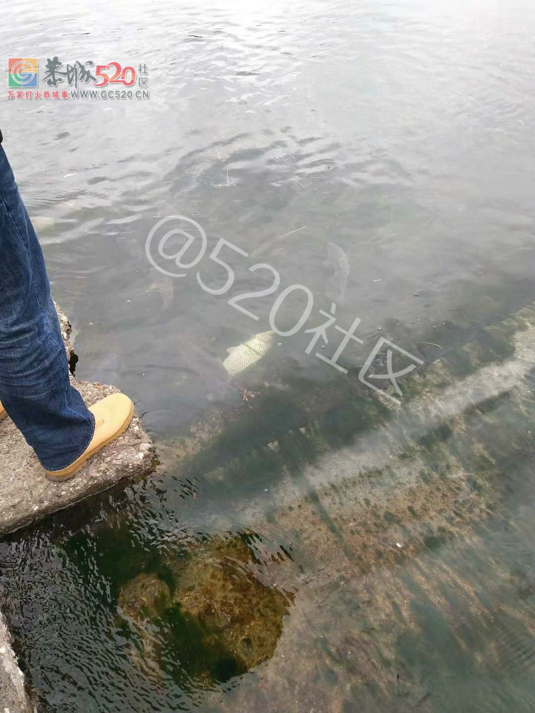 贪心！滨江宛放鱼人前脚刚走，后脚马上就有人在捞鱼187 / 作者:丽丽看花 / 帖子ID:241206