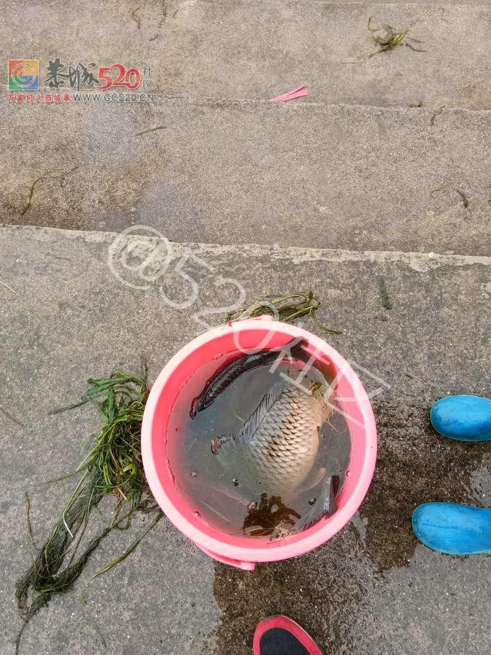 贪心！滨江宛放鱼人前脚刚走，后脚马上就有人在捞鱼990 / 作者:丽丽看花 / 帖子ID:241206