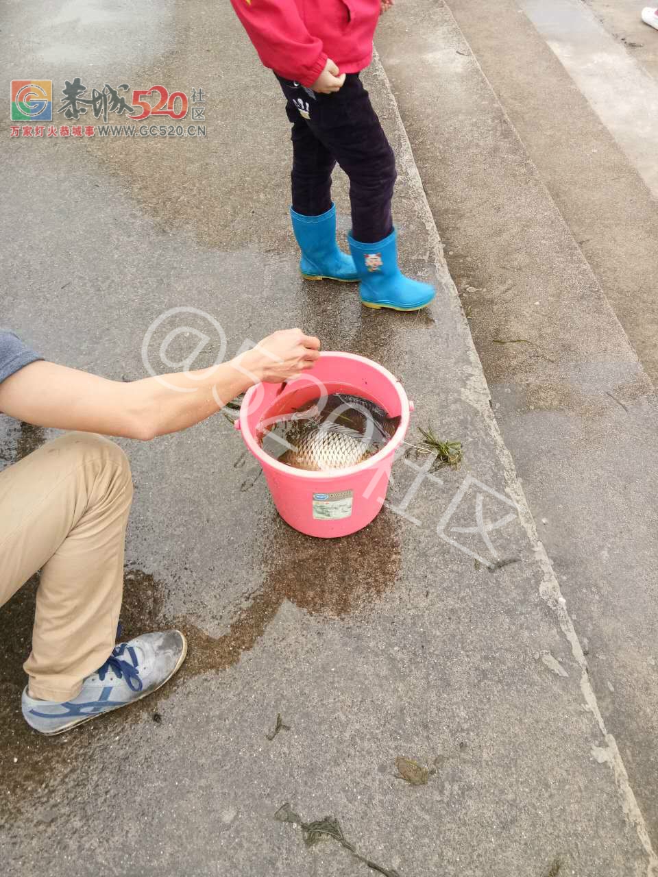贪心！滨江宛放鱼人前脚刚走，后脚马上就有人在捞鱼104 / 作者:丽丽看花 / 帖子ID:241206
