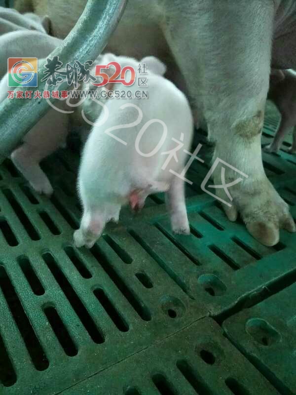 苔塘鑫金养殖场今天出生一头三个脚的猪崽448 / 作者:昨天已不在 / 帖子ID:246734