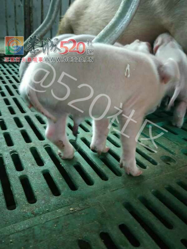 苔塘鑫金养殖场今天出生一头三个脚的猪崽59 / 作者:昨天已不在 / 帖子ID:246734