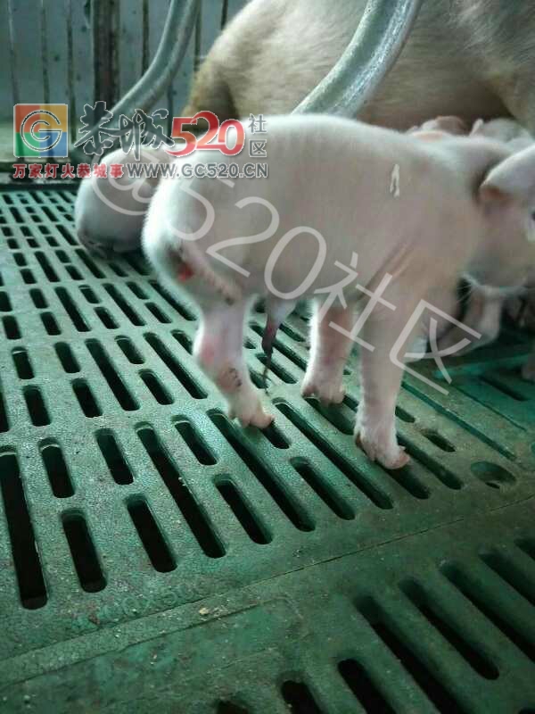 苔塘鑫金养殖场今天出生一头三个脚的猪崽530 / 作者:昨天已不在 / 帖子ID:246734