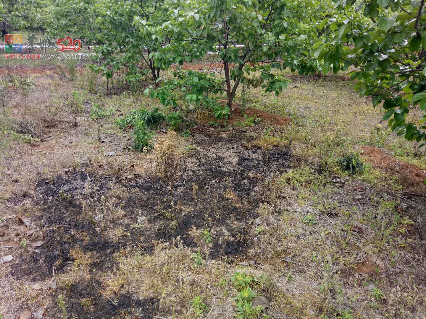 昨天下午三点钟左右 ,英家洞柿子树全被烧了。310 / 作者:希灵容梅 / 帖子ID:260604