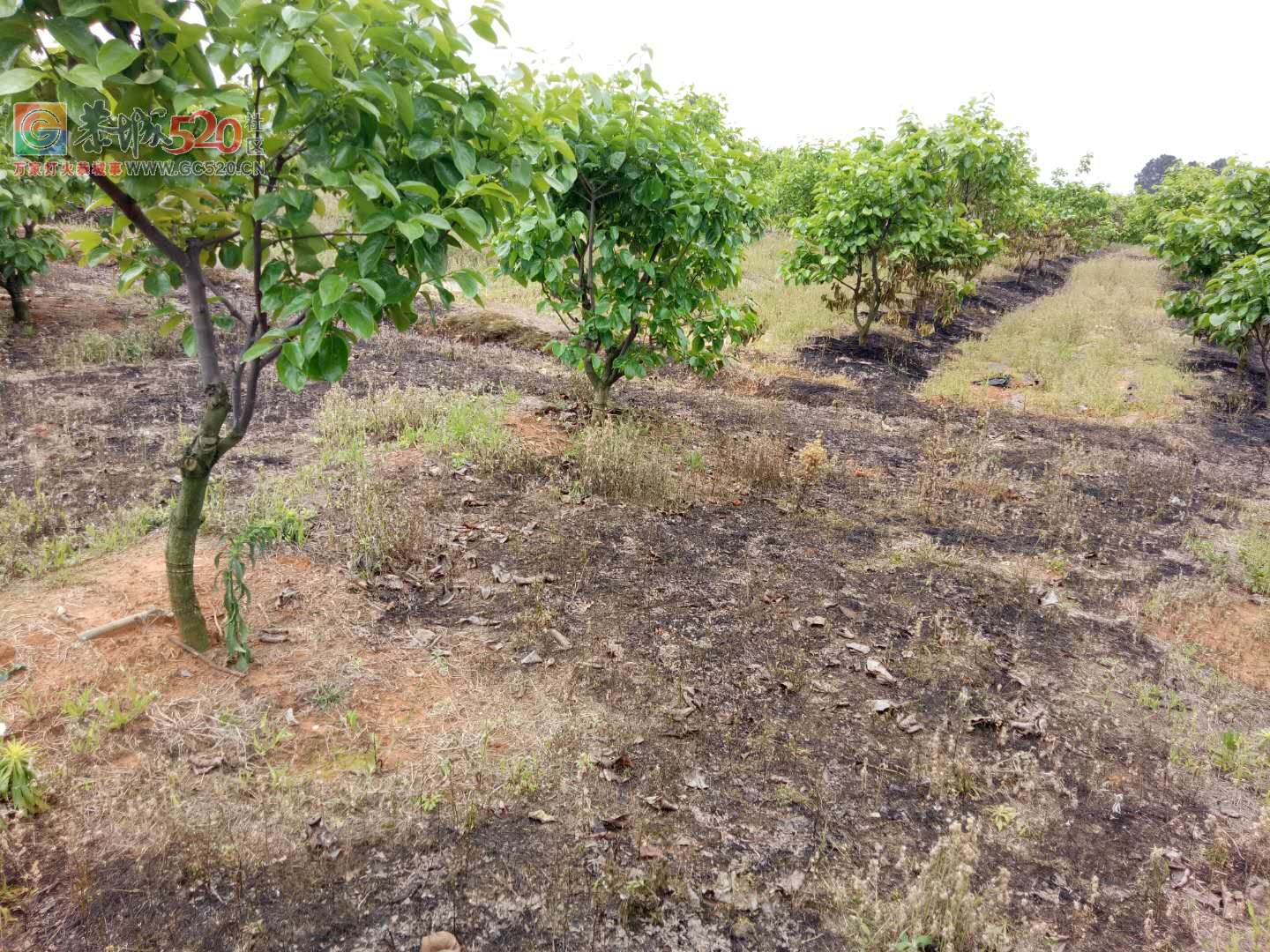 昨天下午三点钟左右 ,英家洞柿子树全被烧了。120 / 作者:希灵容梅 / 帖子ID:260604