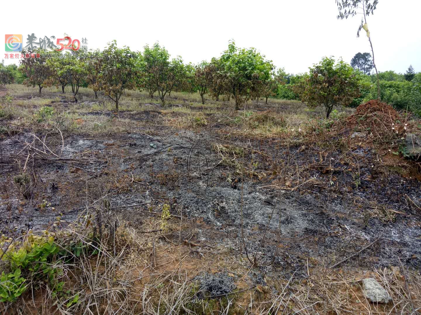 昨天下午三点钟左右 ,英家洞柿子树全被烧了。873 / 作者:希灵容梅 / 帖子ID:260604