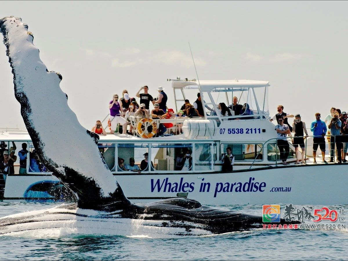 &#8203;澳大利亚昆士兰｜盛夏，去南半球遇鲸鱼255 / 作者:对岸烽火 / 帖子ID:261538