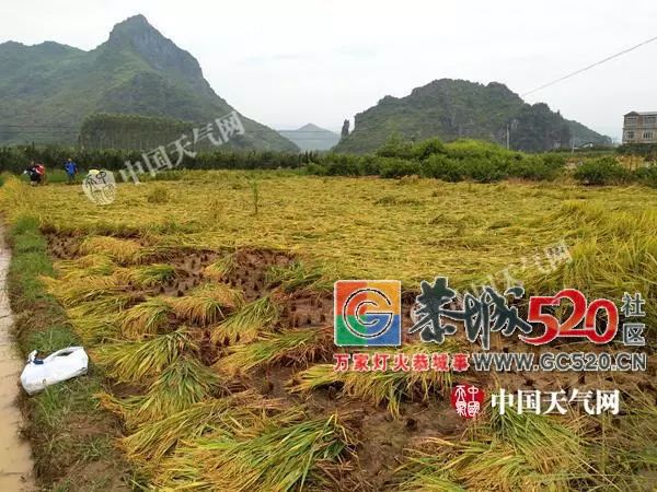 你一“呼”而过，却给恭城留下了伤害，遭大风突袭部分水稻倒伏严重！649 / 作者:额外听歌 / 帖子ID:262896