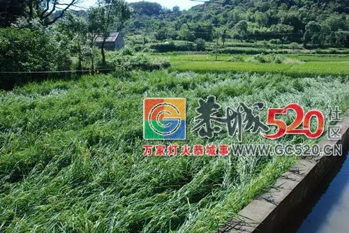 你一“呼”而过，却给恭城留下了伤害，遭大风突袭部分水稻倒伏严重！370 / 作者:额外听歌 / 帖子ID:262896