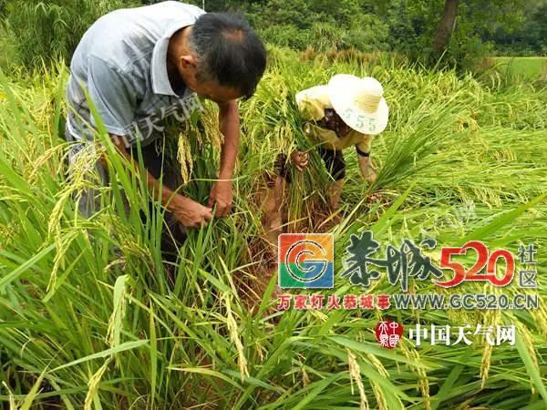 你一“呼”而过，却给恭城留下了伤害，遭大风突袭部分水稻倒伏严重！483 / 作者:额外听歌 / 帖子ID:262896