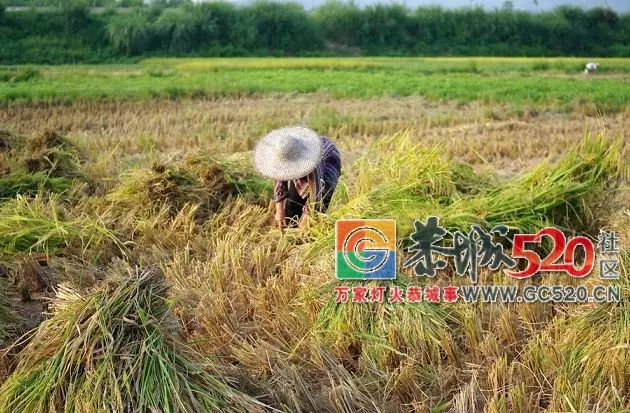 你一“呼”而过，却给恭城留下了伤害，遭大风突袭部分水稻倒伏严重！307 / 作者:额外听歌 / 帖子ID:262896