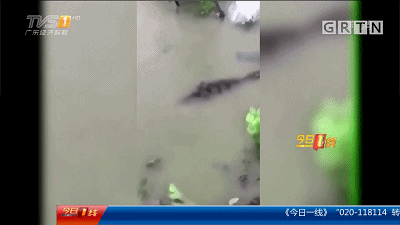 广州流溪河抓到一条2米长的鳄鱼！是真的！不能吃！362 / 作者:狗婆蛇 / 帖子ID:263157