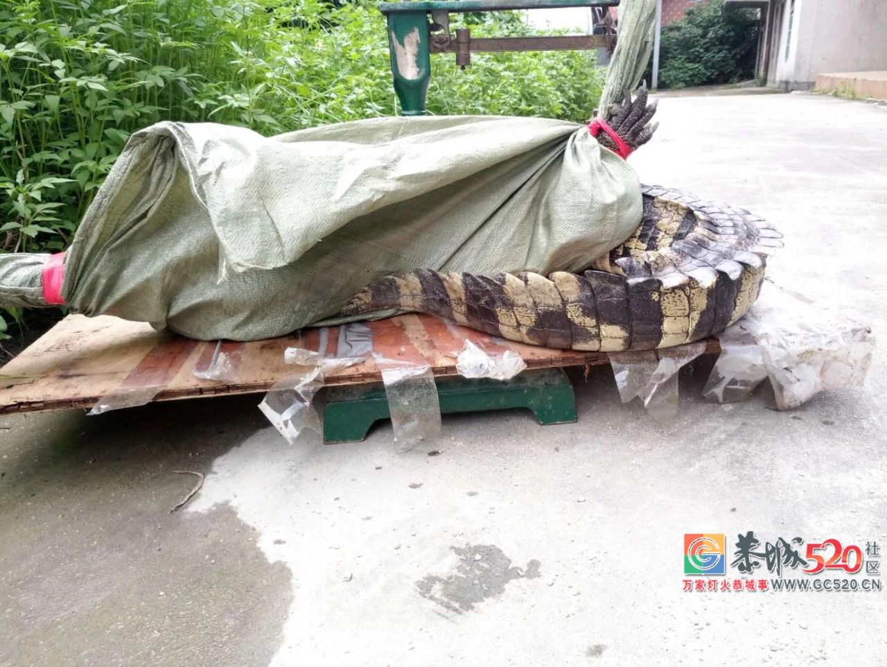 广州流溪河抓到一条2米长的鳄鱼！是真的！不能吃！810 / 作者:狗婆蛇 / 帖子ID:263157
