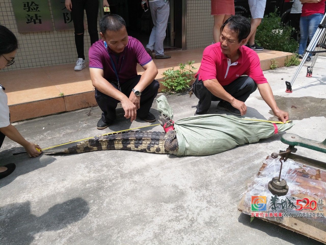 广州流溪河抓到一条2米长的鳄鱼！是真的！不能吃！57 / 作者:狗婆蛇 / 帖子ID:263157