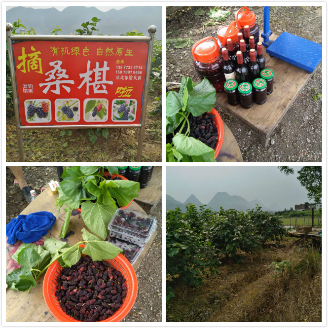 桑葚果采摘：796 / 作者:分类小编 / 帖子ID:267810