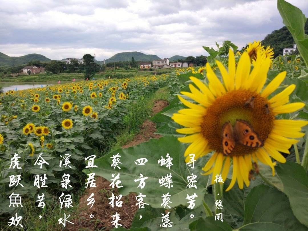 蜂蝶与花情924 / 作者:悠闲 / 帖子ID:268428
