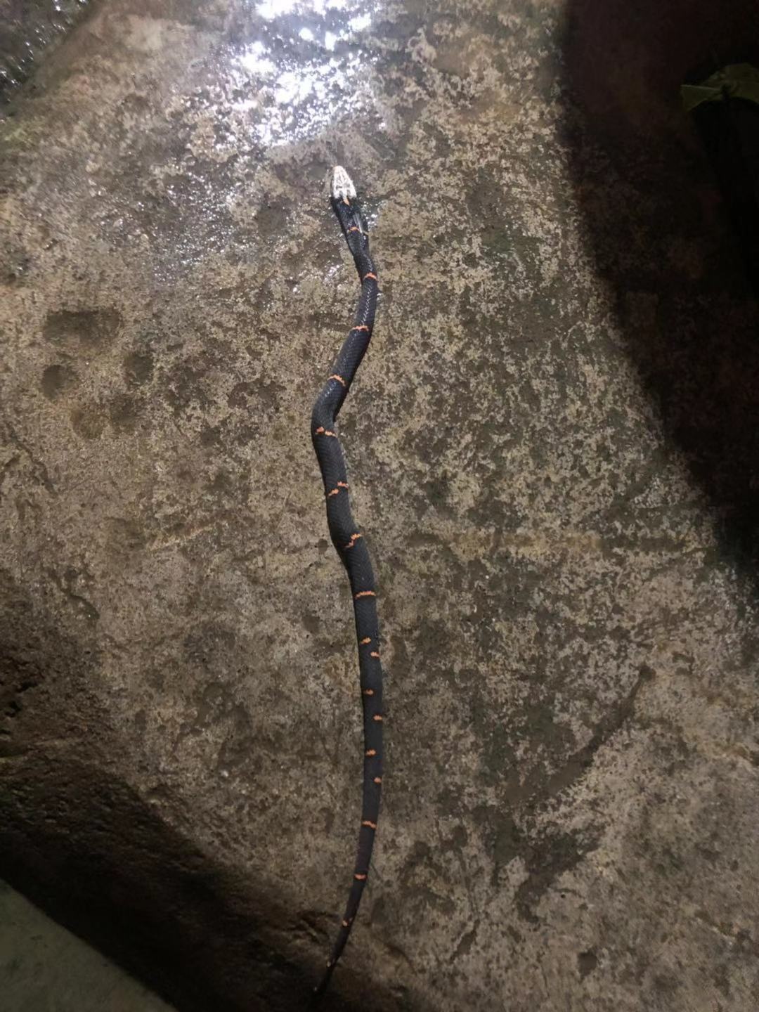 可怕！恭城惊现第一毒蛇！！大家注意了125 / 作者:印度大拿 / 帖子ID:268614