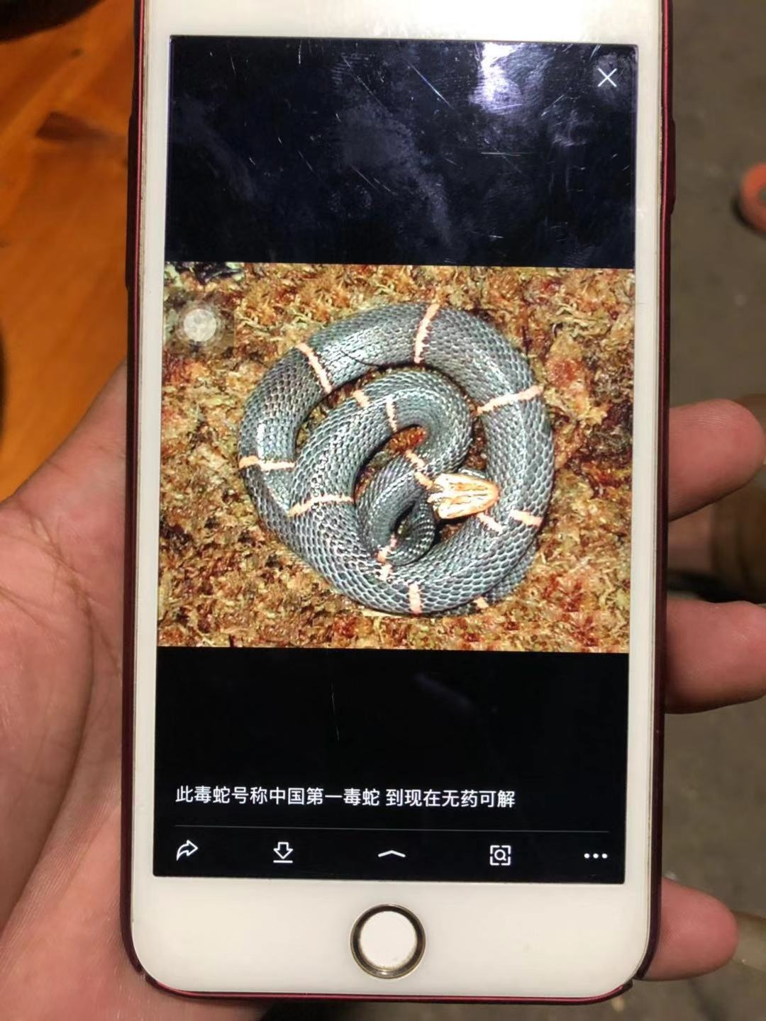 可怕！恭城惊现第一毒蛇！！大家注意了631 / 作者:印度大拿 / 帖子ID:268614