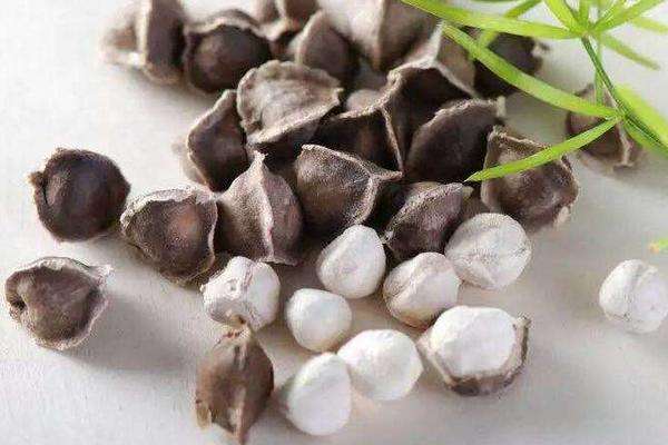 大量供应纯天然养生食品~辣木籽443 / 作者:燕南天 / 帖子ID:268823