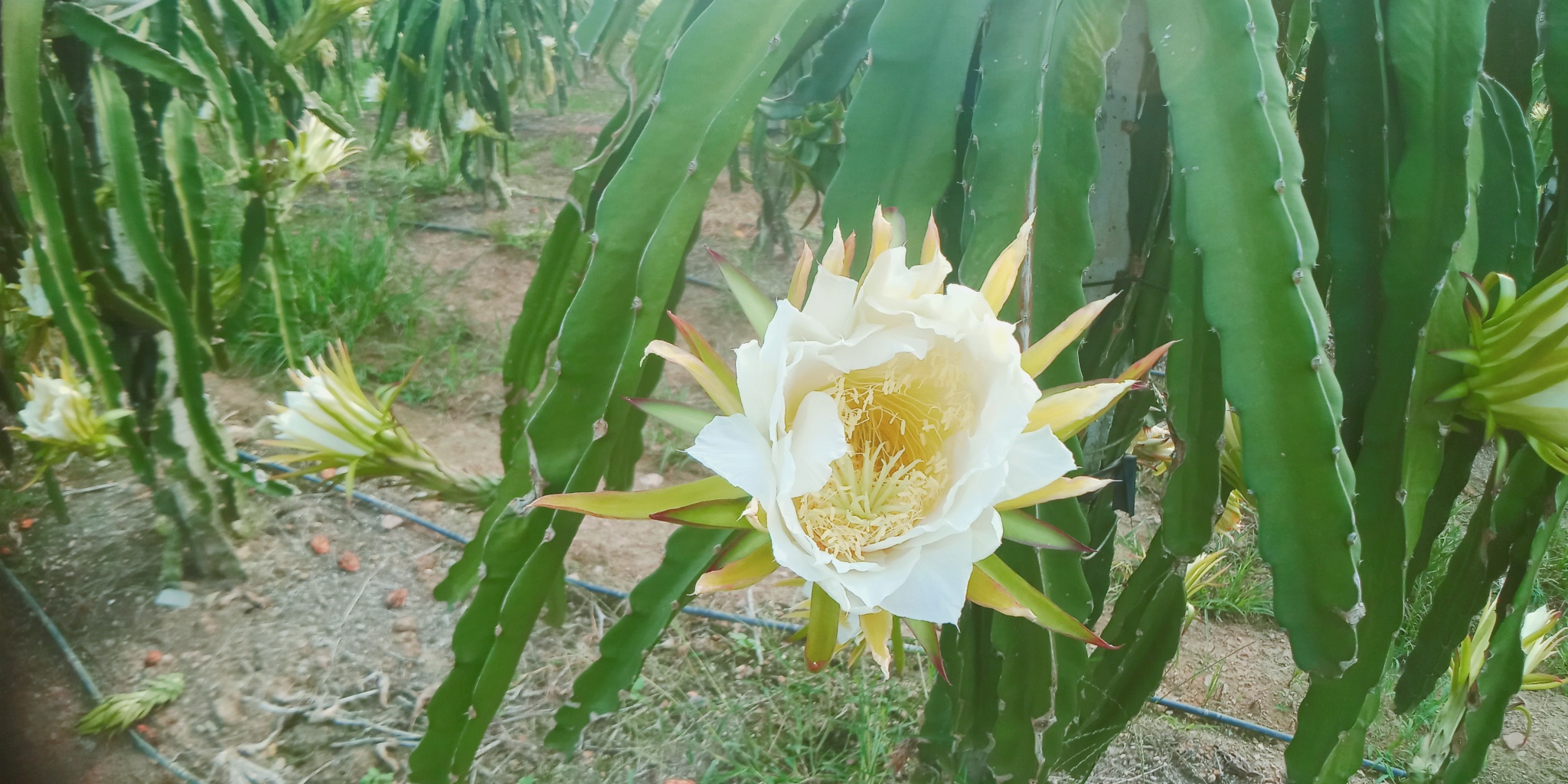 火龙果基地火龙果开花了15 / 作者:荣哥 / 帖子ID:268865