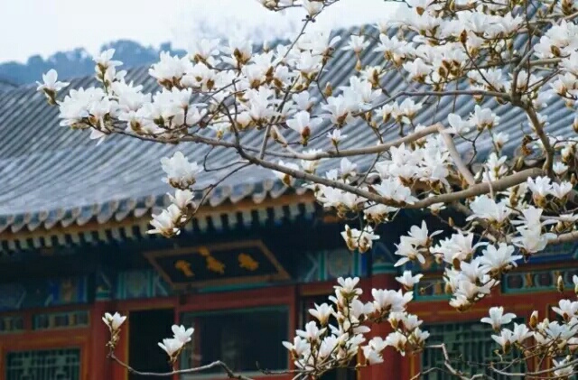 一生，何求？965 / 作者:力行者 / 帖子ID:269080