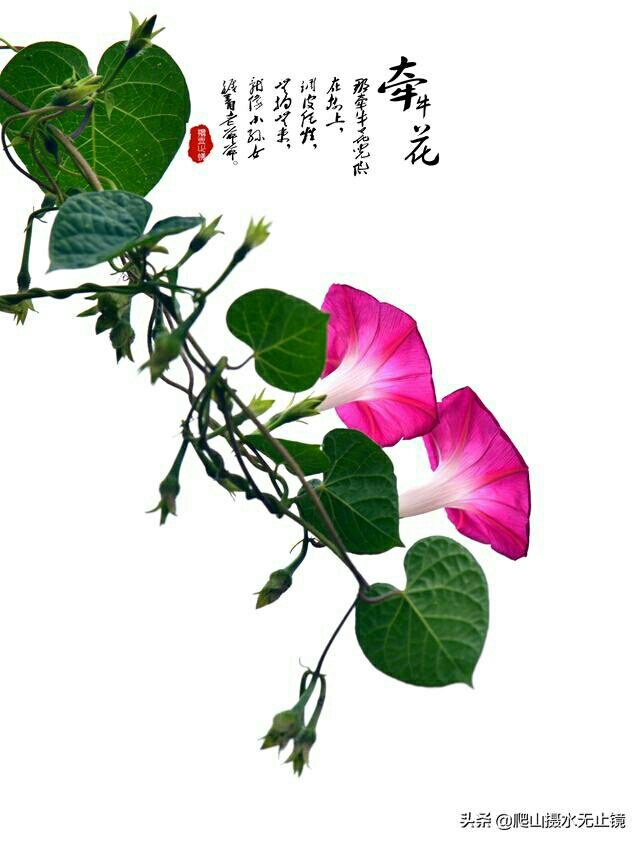一生，何求？460 / 作者:力行者 / 帖子ID:269080