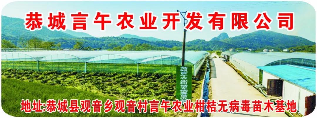 出售十月早熟砂糖橘苗436 / 作者:分类小编 / 帖子ID:269344