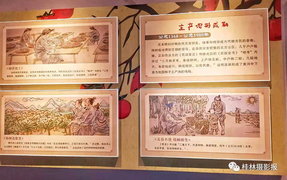 恭城：中国月柿博物馆！676 / 作者:一条龙 / 帖子ID:269650