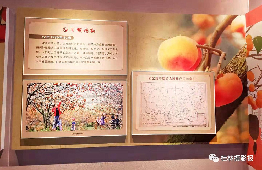 恭城：中国月柿博物馆！702 / 作者:一条龙 / 帖子ID:269650